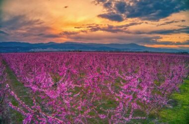 Ροζ πέπλα καλύπτουν τους αγρούς και δημιουργούν τον πιο όμορφο πίνακα ζωγραφικής στον κάμπο της Ημαθίας (ΦΩΤΟ)