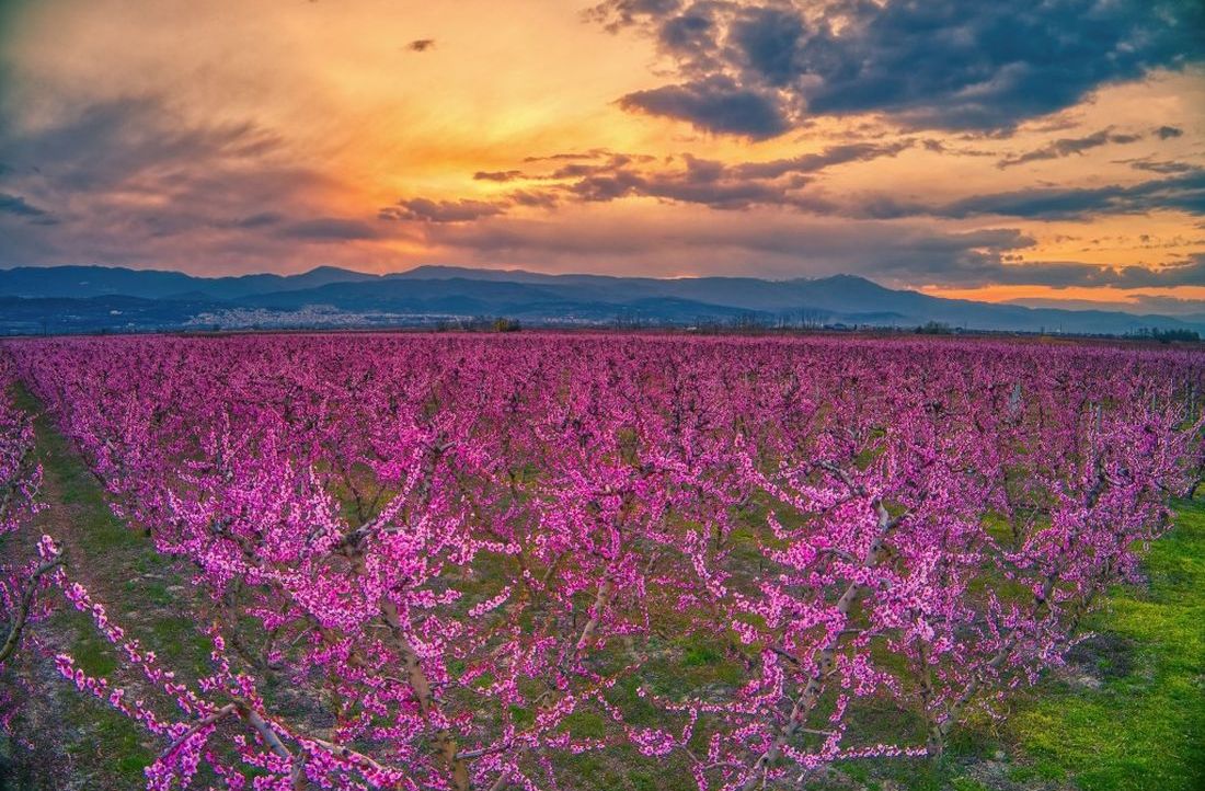 ανθισμένες ροδακινιές στην Ημαθία