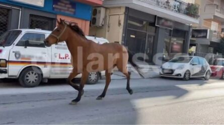 Αλογο έκανε βόλτες στο κέντρο της Λάρισας (ΒΙΝΤΕΟ)