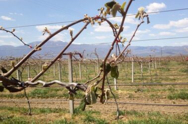 Εκκληση Τζιτζικώστα, Κασαπίδη και Αγοραστού στον πρωθυπουργό για τις ζημιές στις καλλιέργειες