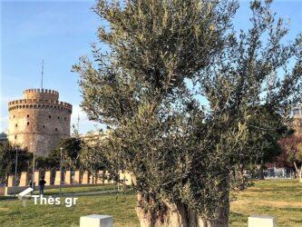 Θεσσαλονίκη Λευκός Πύργος ελιά