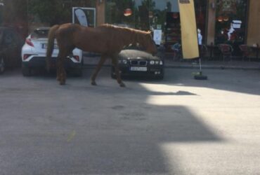 Λάρισα: Αλογο βγήκε… παγανιά και έψαχνε για φρούτα! (ΒΙΝΤΕΟ)