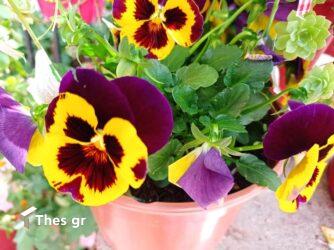 15 πανέμορφα λουλούδια για να στολίσετε το μπαλκόνι σας