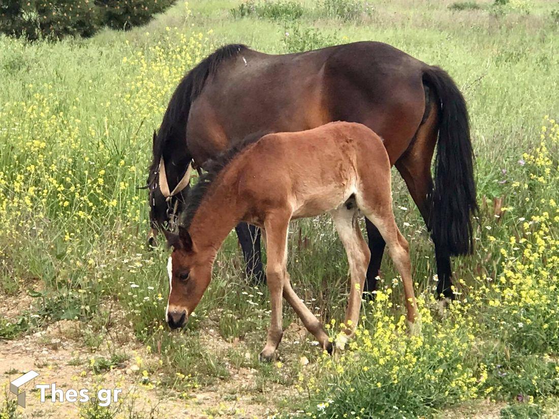 πουλάρι ατραξιόν στο πρώην στρατόπεδο Καρατάσου