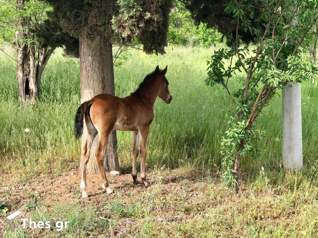 πουλάρι ατραξιόν στο πρώην στρατόπεδο Καρατάσου