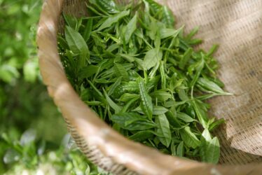 Πράσινο τσάι: 10 οφέλη βασισμένα σε τεκμήρια
