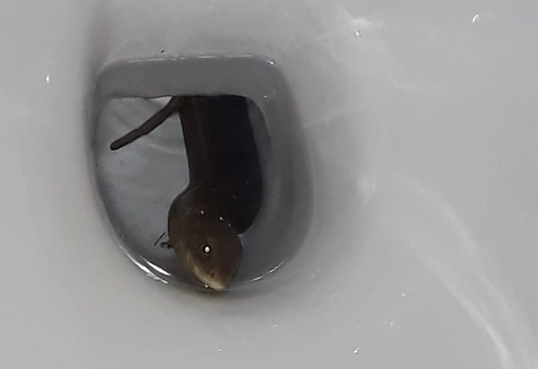 Θεσσαλονίκη φίδι