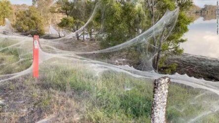 Αυστραλία: Ιστοί αράχνης σκέπασαν το Γίπσλαντ – Η σύνδεση με τις πλημμύρες (ΦΩΤΟ)