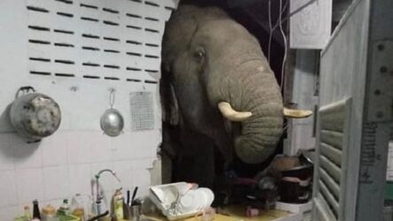 Πεινασμένος ελέφαντας γκρέμισε τον τοίχο της κουζίνας (BINTEO)