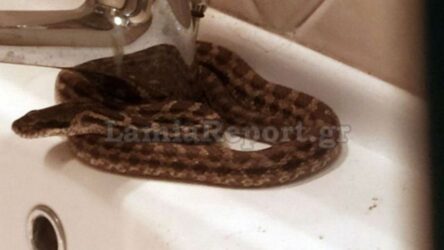 Λαμία: Φίδι επισκέφθηκε τον… νιπτήρα του σπιτιού του