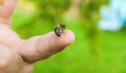 Τσίμπημα από μέλισσα ή σφήκα: Τι κάνετε