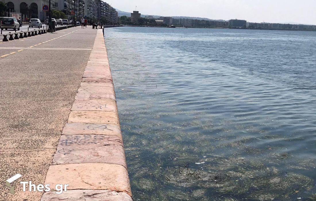 Θερμαϊκός Θεσσαλονίκη