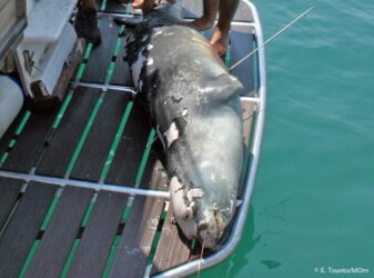 Αλόννησος: Οργή για την φώκια – μασκότ του νησιού που σκότωσε ψαροντουφεκάς