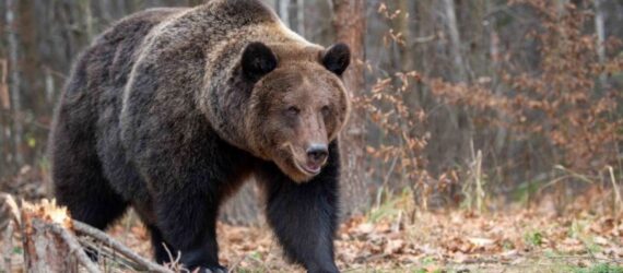 Εγινε viral αρκούδα που χτυπάει το κουδούνι σπιτιού (ΒΙΝΤΕΟ) 