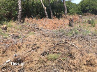 Θεσσαλονίκη: Αποζημίωση 136150 ευρώ για θάνατο άντρα από πτώση κλαδιών