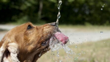 Συμβουλές για να προστατεύσετε τον σκύλο σας από τη ζέστη