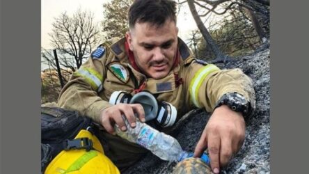 Αχαΐα: Viral ο πυροσβέστης που μετά τη φωτιά έδωσε νερό σε χελώνα (ΦΩΤΟ)