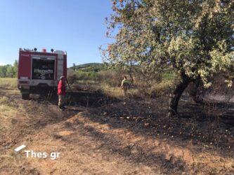 Φωτιά στην Ηλεία – Ισχυρές δυνάμεις της Πυροσβεστικής 