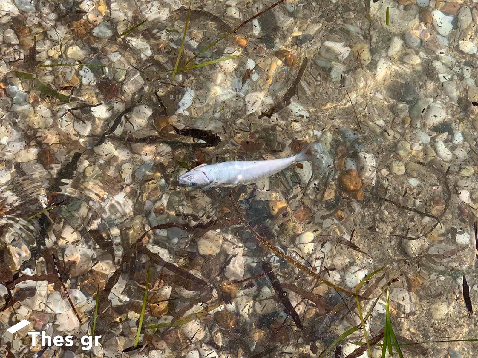 νεκρά ψάρια Βεργιά Ν. Καλλικράτεια