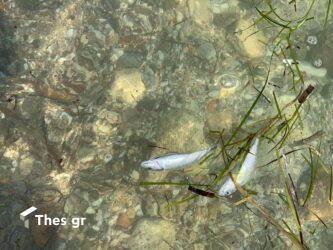 Εκατομμύρια νεκρά ψάρια σε ποτάμι στην Aυστραλία (ΒΙΝΤΕΟ)