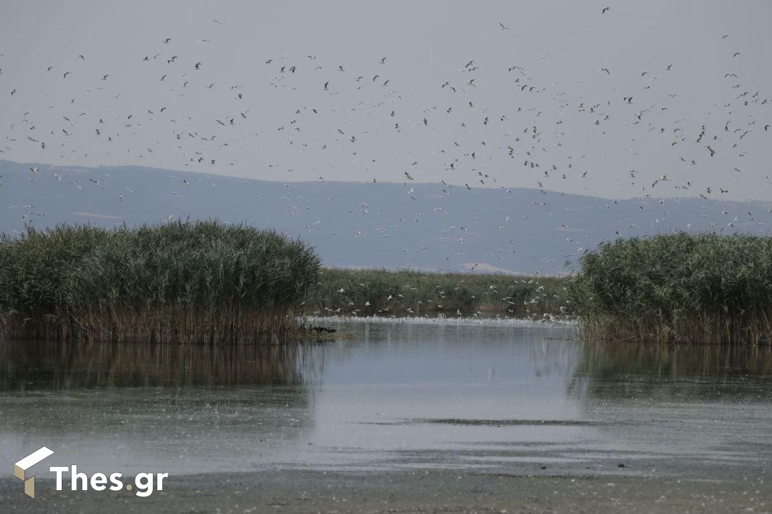 Κορώνεια λίμνη