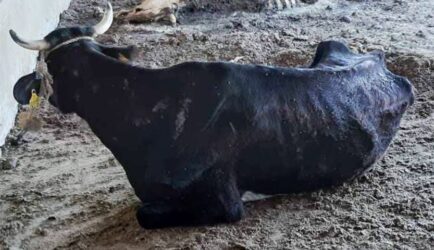 Νεκρές και αποστεωμένες αγελάδες σε μονάδα παραγωγής στη Νάξο (ΦΩΤΟ)