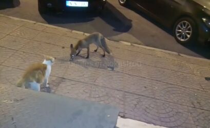 Αλεπού βγήκε βόλτα στην Ακρόπολη (ΒΙΝΤΕΟ)