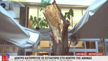 Κατέρρευσε δέντρο στο εστιατόριο που δειπνούσαν Πάιατ – Μενέντεζ – Δύο τραυματίες