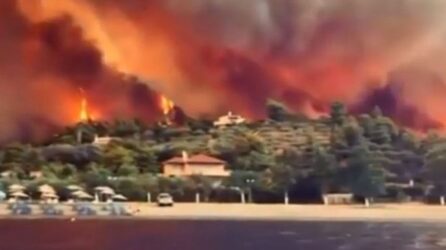 Εύβοια: Τo 1/3 των δασών της κάηκε από την πρόσφατη πυρκαγιά