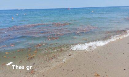 Ανδρας εντόπισε δεκάδες εικόνες αγίων σε παραλία στην Εύβοια (ΒΙΝΤΕΟ)