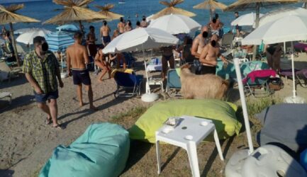 Χαλκιδική: Τράγος… έκοβε βόλτες σε beach bar! (ΒΙΝΤΕΟ)