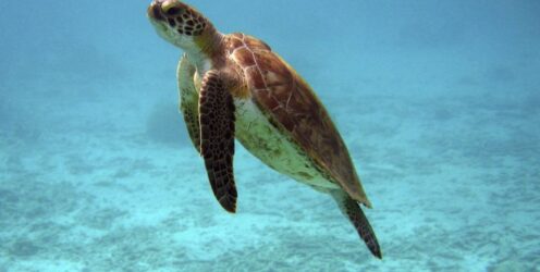 Θεσσαλονίκη: Εντοπίστηκε νεκρή θαλάσσια χελώνα στο Ναυτικό Ομιλο