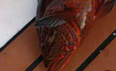 Σπάνιο ψάρι έβγαλε ψαροντουφεκάς στην Ανάβυσσο (ΦΩΤΟ)