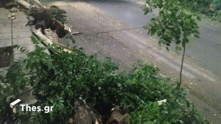 Θεσσαλονίκη: Επεσε μεγάλο πεύκο στην αυλή σχολείου