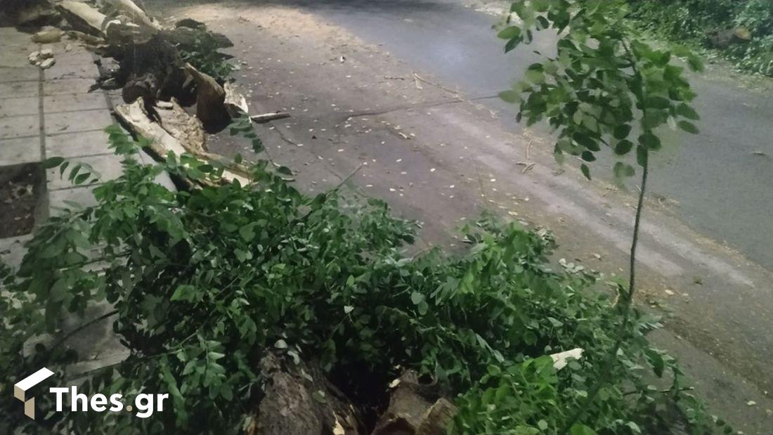 Θεσσαλονίκη πτώση δέντρου
