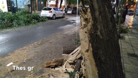 Θεσσαλονίκη: Επεσε δέντρο σε σταθμευμένο όχημα στη Φιλίππου (ΦΩΤΟ)