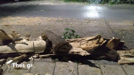 Τραγωδία στις Σέρρες: Νεκρός 58χρονος που καταπλακώθηκε από δέντρο