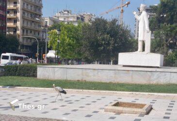 Θεσσαλονίκη: Βόλτα στο κέντρο της πόλης έκανε ένας πελαργός (ΦΩΤΟ)