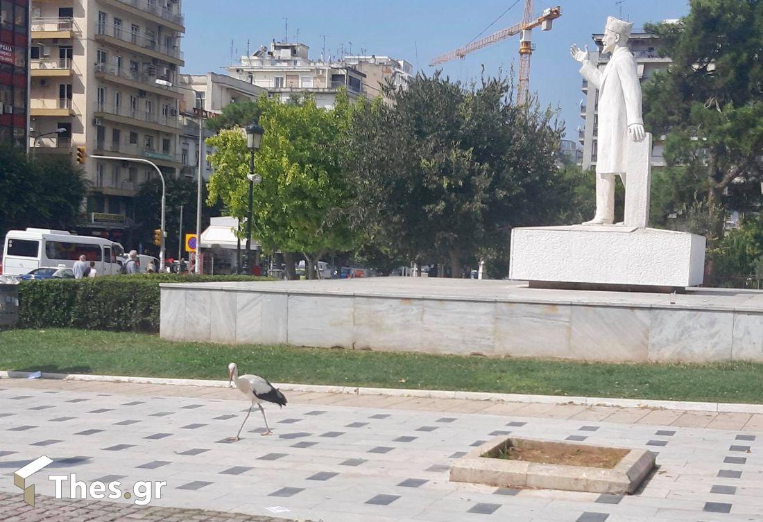 Θεσσαλονίκη πελαργός