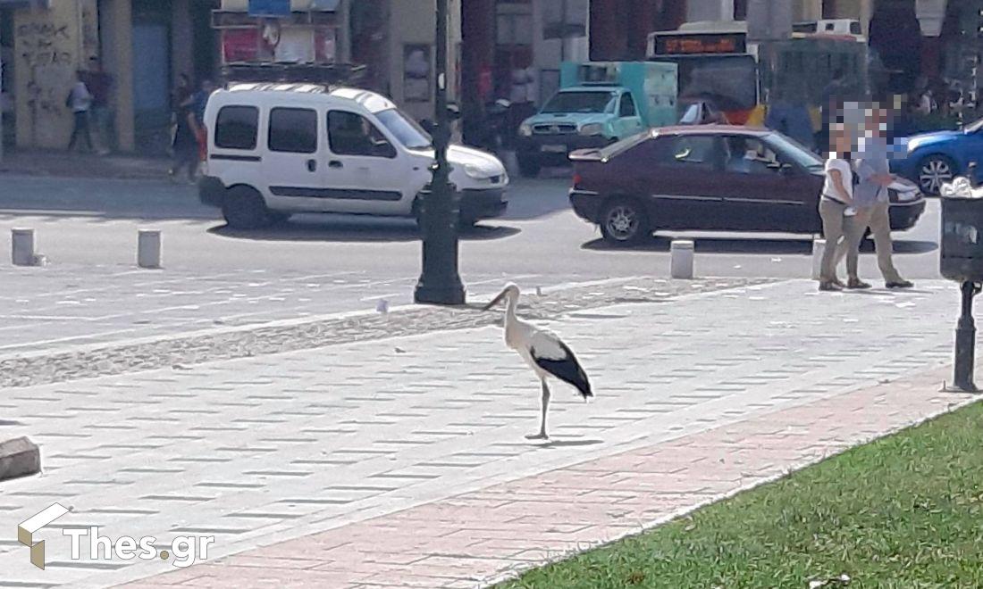 πελαργός