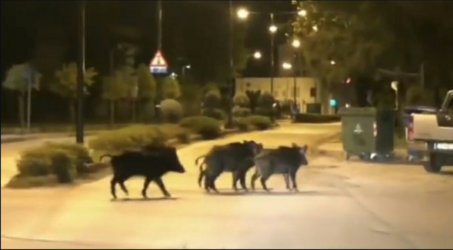 Θεσσαλονίκη: Κοπάδι αγριογούρουνων έκανε βόλτα στην Πυλαία (ΒΙΝΤΕΟ)