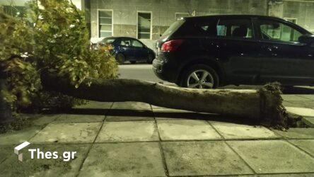 Θεσσαλονίκη πτώσεις δέντρων