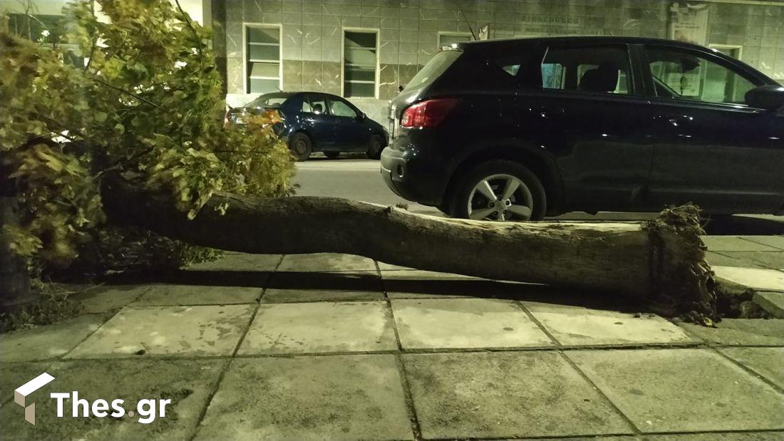 Θεσσαλονίκη πτώσεις δέντρων