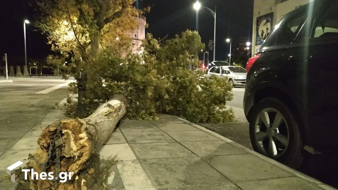 Θεσσαλονίκη πτώσεις δέντρων