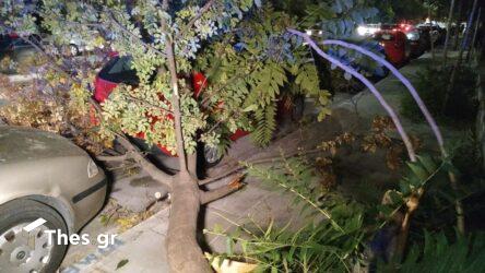 Θεσσαλονίκη: Ο ισχυρός άνεμος έριξε δέντρα και προκάλεσε ζημιές (ΦΩΤΟ)