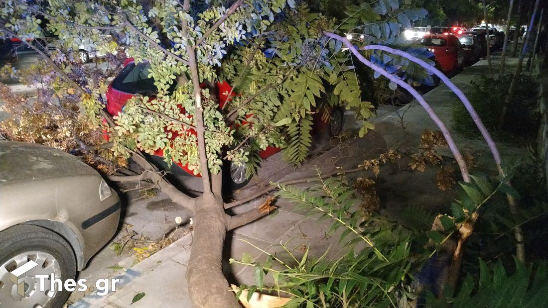 Θεσσαλονίκη πτώσεις δέντρων