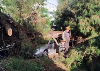 Θεσσαλονίκη: Μεγάλο δέντρο έπεσε στην Αγία Τριάδα – Ζημιές σε οχήματα