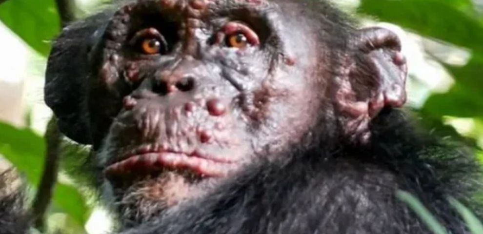 λέπρα χιμπατζήδες