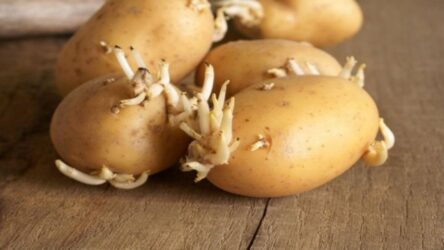 πατάτες φύτρες