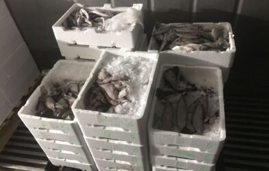 Κατασχέθηκαν 61 κιλά ψάρια στην ιχθυόσκαλα της Νέας Μηχανιώνας